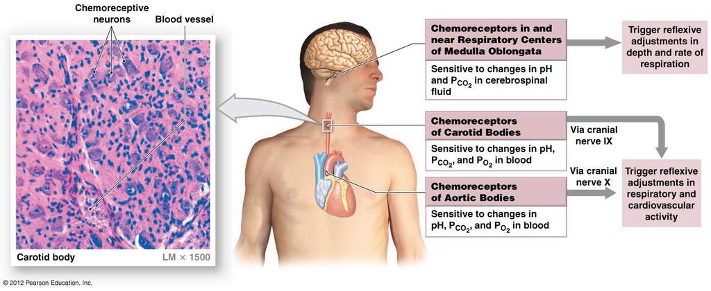 The General Senses Chemoreceptors Detect small changes in the