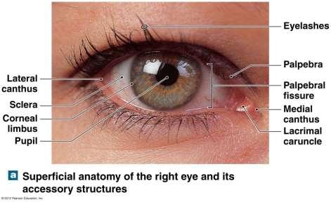 Vision Accessory structures of the eye Palpebrae (eyelids) Eyelashes Conjunctiva