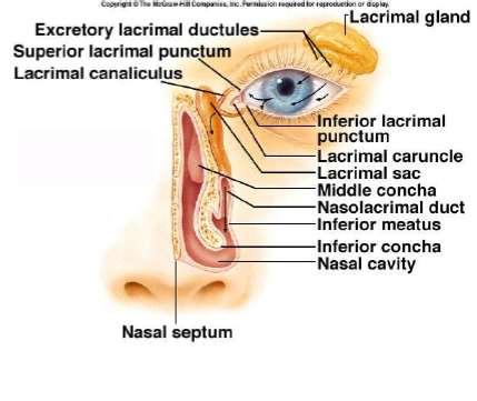 Vision Accessory Structures Tears are produced by the lacrimal glands Flow
