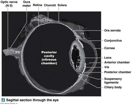 Vision The Eyes The Fibrous Tunic (outer layer) Makes up the sclera and cornea