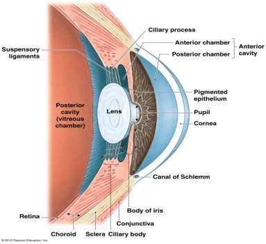 body The ciliary bodies consist of ciliary muscles connected to suspensory ligaments, which are connected to the lens The