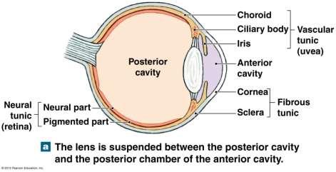 Vision The Eyes The Neural Tunic (inner layer) Also called the retina Innermost layer of the eye Made of two layers: