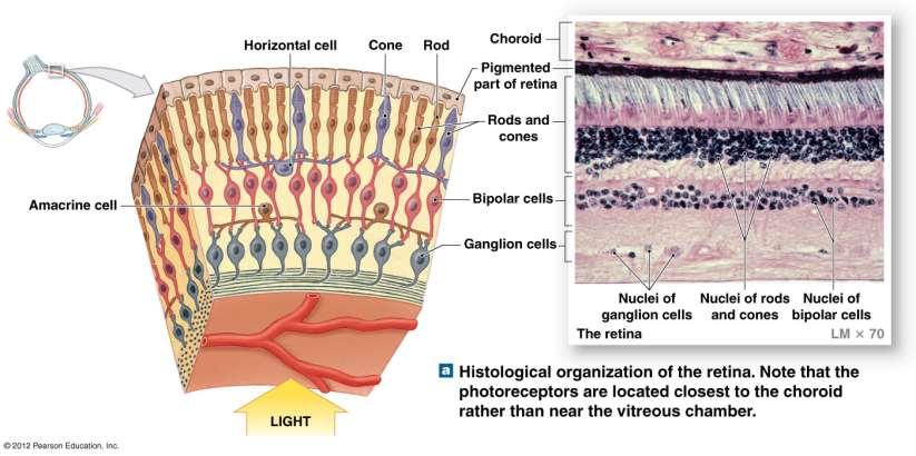 Vision The Neural Tunic (Retina) Outer pigmented layer Inner nervous layer (visual portion) Photoreceptors (rods and