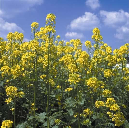 Sustainable production of healthy oils BASF Canola oils contain healthy LC-PUFA and offer Sustainable production Cost leadership position Convenience for the customer Efficient