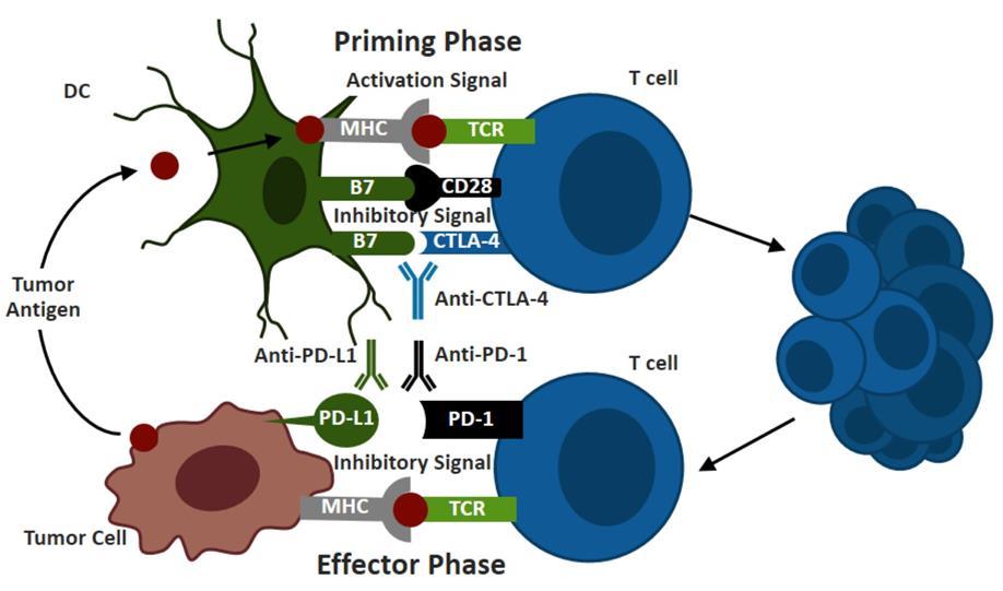 Immune checkpoints Immunomodulators T-cell boosting