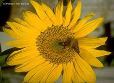5. Helianthus annuus - wild type (Asteraceae) - Sunflower Note that what appears to be a single flower is actually an inflorescence consisting of many small flowers.