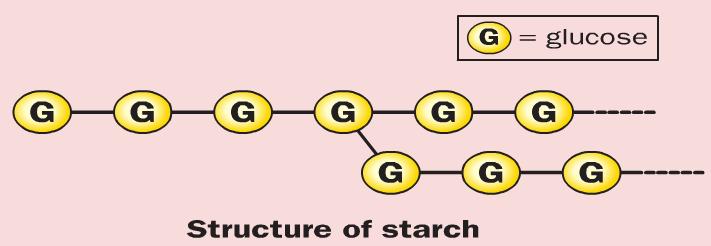 It is a structural polysaccharide and used in plant cell walls. e.g. lettuce (iii) Glycogen made of long chains of glucose also.