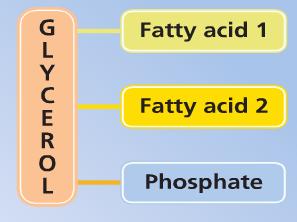 2. Lipids (Fats and Oils) Lipids are made up of Carbon, Hydrogen and Oxygen. (C,H,O).