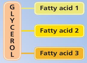 Fats are lipids that are solid at room temperature (20 o C) and Oils are lipids that are liquid