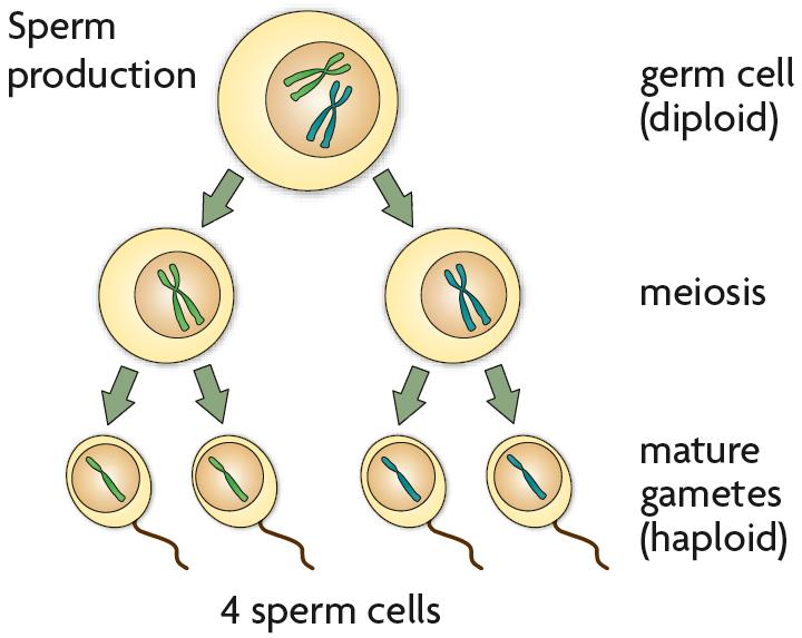 Haploid cells develop into mature gametes. Gametogenesis is the production of gametes.