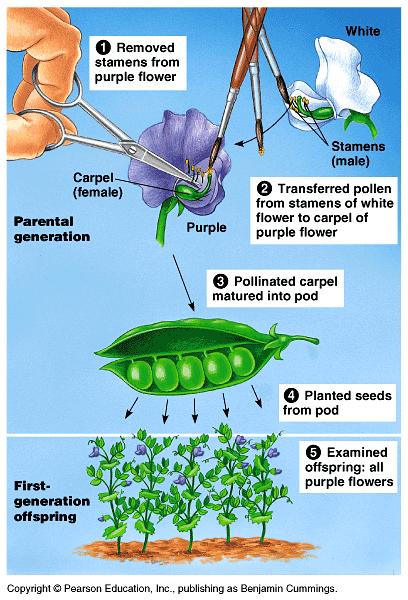Mendel s First Experiment prevented flowers from self pollinating controlled cross pollination cut off male parts of flowers and dusted flowers with pollen from another flower was able to