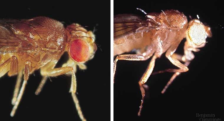 The genes for this fruit fly s reddishorange eyes and miniature wings are almost always