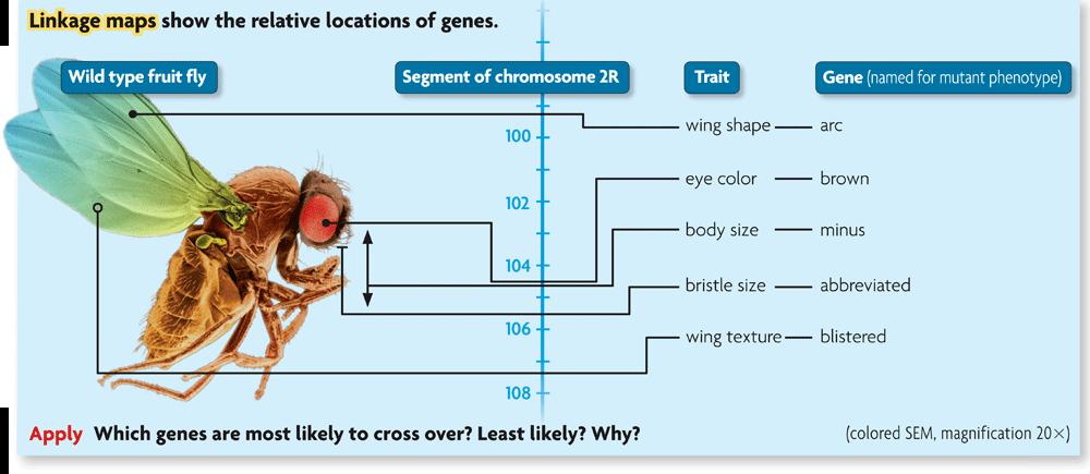 Linkage maps estimate distances between genes.