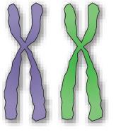 time. Chromosomes exchange