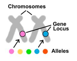 Genes and Alleles genes: chemical factor that determines traits alleles: different forms of a gene have two alleles for