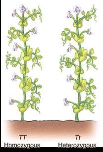 All of the tall plants have the same phenotype, or physical characteristics.