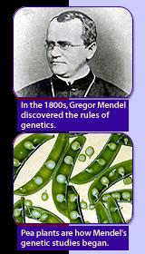 Gregor Mendel s Peas Austrian monk born in 1822. He laid the foundation of the science of genetics.