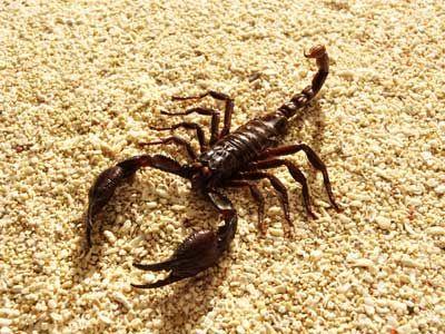 Scorpions Arachnids with pedipalps enlarged into claws Live in warm areas around