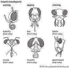 Adaptations for Feeding 3 pairs of appendages used as mouthparts, including mandibles