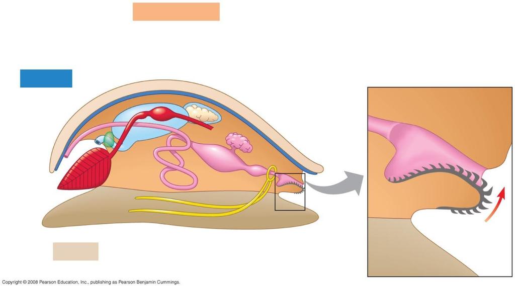 Fig. 33-15 Nephridium Visceral mass Heart Mantle Coelom Gonads Intestine Mantle