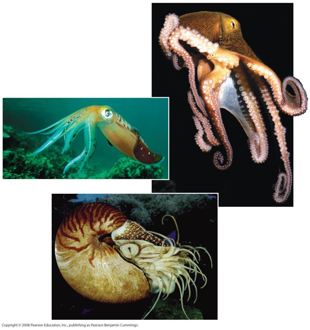 Fig. 33-21 Octopus