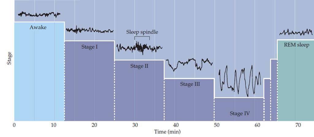 Non-REM sleep Sleep stages Slow waves in EEG Muscle tone, respiratory rate, heart rate, blood pressure, body temperature, metabolic rate decreases. stage 1. Flat EEG, theta waves stage 2.