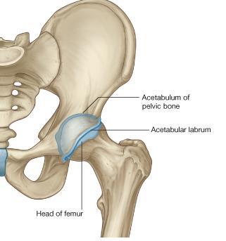 1-Type: Hip joint Synovial
