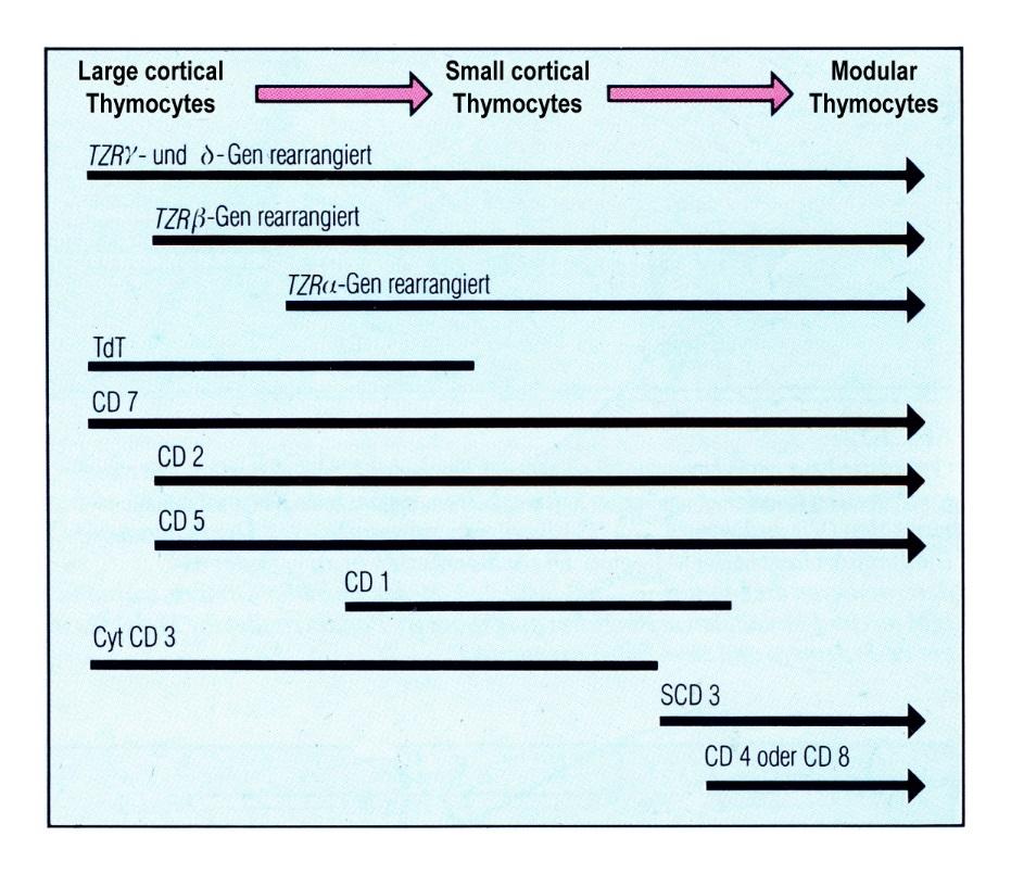 rearrangement of T-cell receptor
