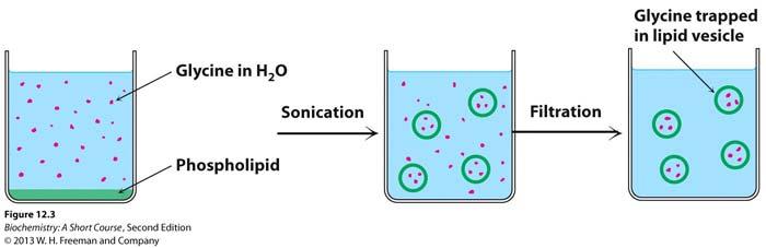 Preparation of liposomes Fig. 12.3 Lipid bilayers are permeability barriers to ions & polar molecules Lipid vesicles (liposomes): aqueous compartments enclosed by lipid bilayers.