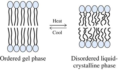 Phase transition of a lipid bilayer Fluid properties of bilayers depend upon the flexibility of their fatty acid chains Ordered state: a rigid state in which all C-C bonds have