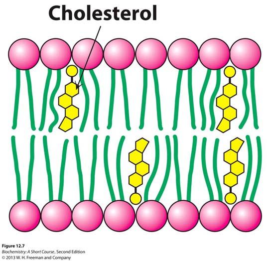 Effect of cholesterol on phase transition (T M ) of membranes In eukaryotes membrane fluidity is largely regulated by.