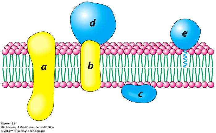 Three types membrane associated proteins : loosely bound to membrane by H-bonds or electrostatic forces, generally water soluble once released from membrane using high salt or ph.
