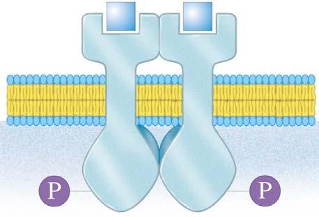 (continued) Each domain catalyzes phosphorylation of its partner Insulin