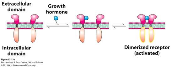Cross-phosphorylation of two JAK2 induced by hormone receptor dimerization Fig. 13.