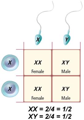 Section 2 Complex Patterns of Inheritance Sex