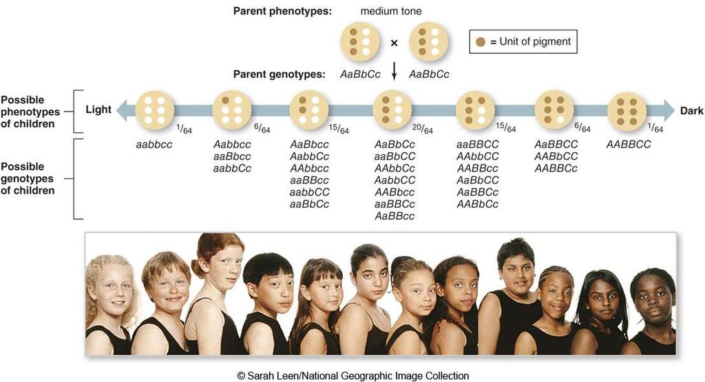 Some Traits Depend on Multiple Genes Skin color is a polygenic