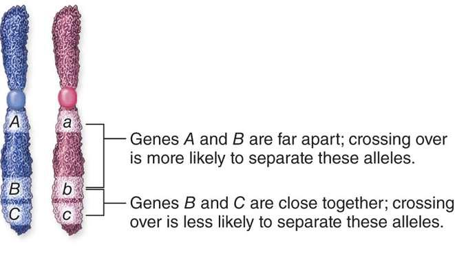 Genes on the Same Chromosome Are Linked The probability of a crossover event occurring between