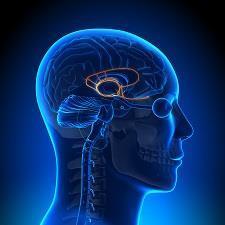 AMYGDALA HIJACK An emotional response which is immediate, overwhelming, and out of measure with actual stimulus.