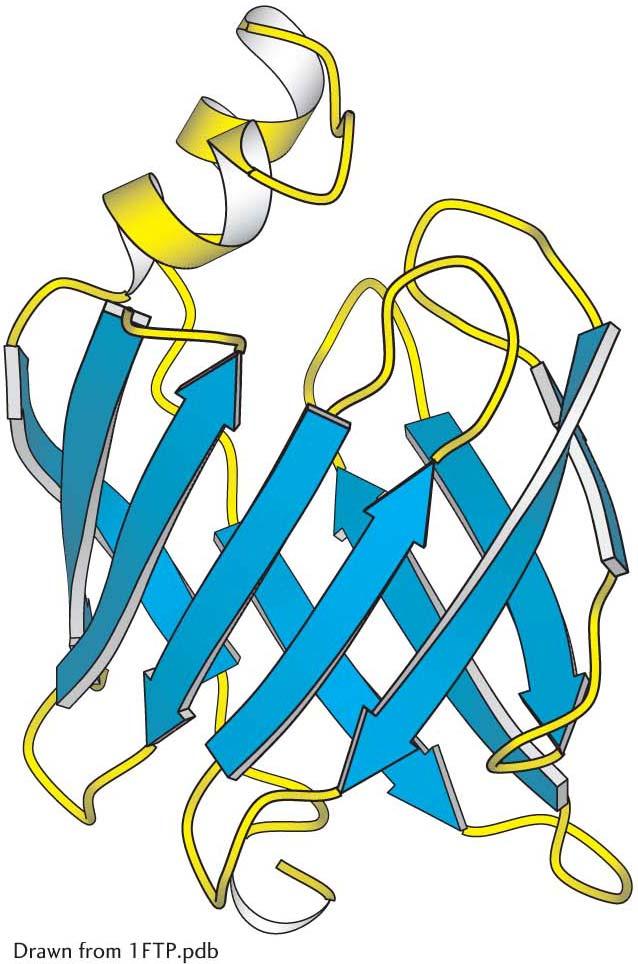 A protein rich in β sheet The