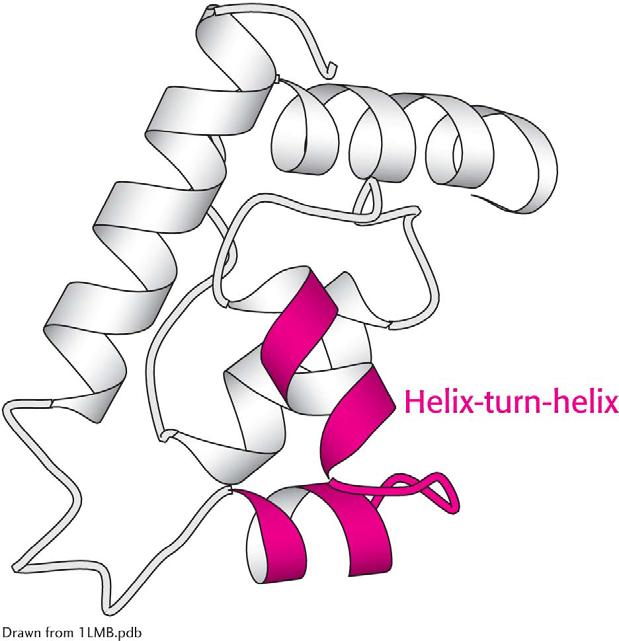 The helix turn helix motif, a supersecondary structural