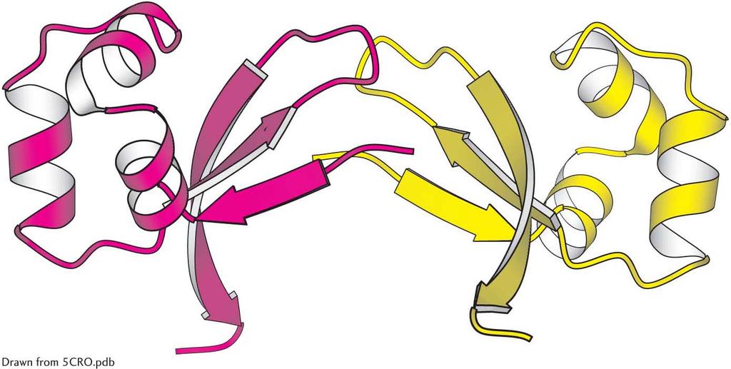 Quaternary structure The Cro protein of