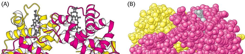The 2 β 2 tetramer of human hemoglobin The ribbon diagram
