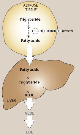 Niacin (Nicotinic Acid) Niacin can reduce LDL-C by 10% to 20% and is the most effective agent for increasing HDL-C.