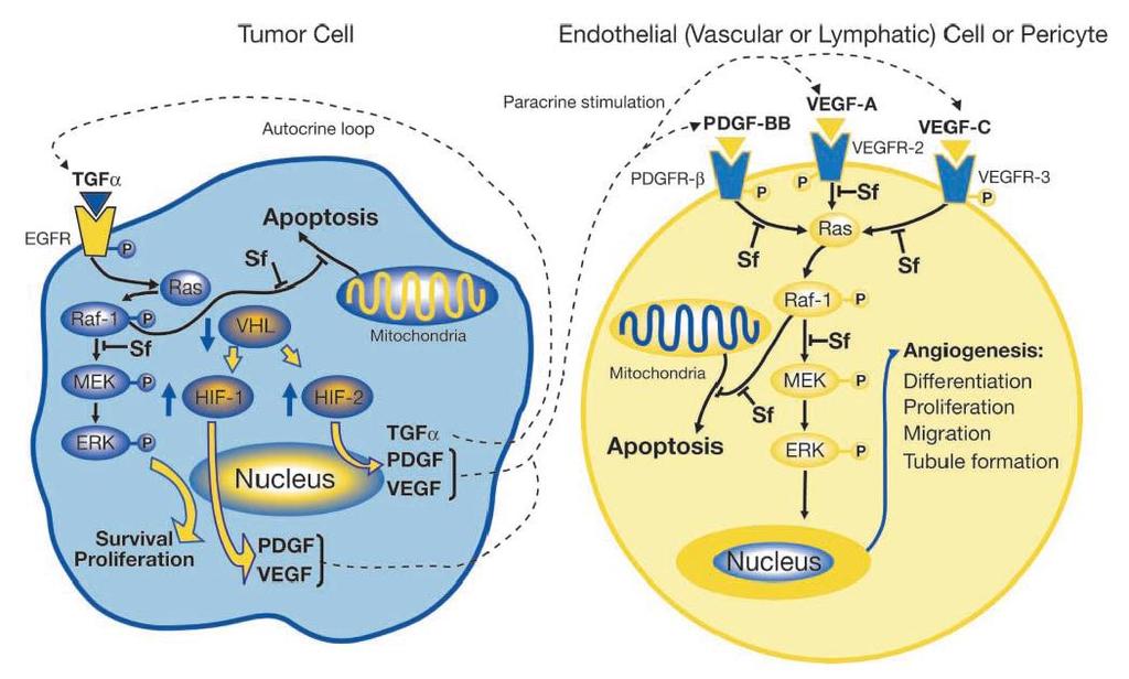 Sorafenib: Targets Tumor Cell Proliferation and