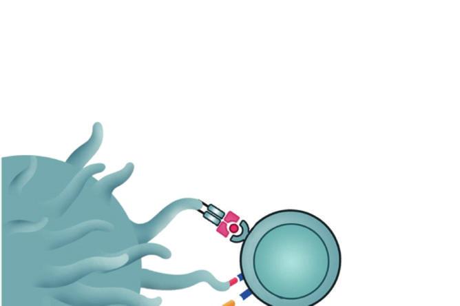 4 Clinical and Developmental Immunology Cytokine (signal 3) Th1 T-bet STAT4 Th cell cytokine: IFN-γ Lymphotoxin-α IL-2 DC MHC-II:TCR (signal 1) Naive CD4 + T cell B7:CD28 (signal 2) IL-12 TGF-β IL-4