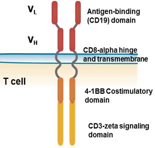 CD19-directed CAR T Cells