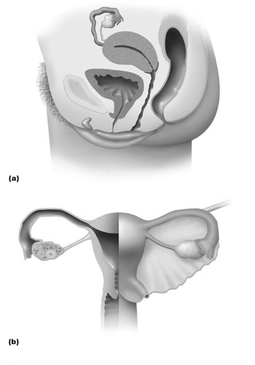 Structure and Function of the Reproductive Systems Female reproductive system Two ovaries Two uterine (fallopian) tubes The uterus, including the cervix The vagina External genitals (vulva) Figure 26.