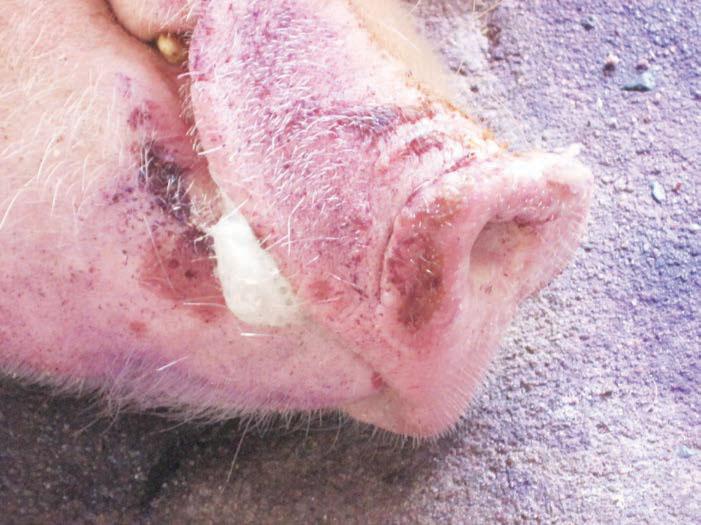 Fig. 7.3ii. Close up of snout lesions and nasal discharge in sow. 7.3 Comments 7.3a. These are moderate snout lesions and nasal irritation due to FMD in pigs.