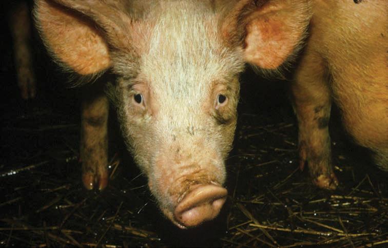 Fig. 7.4ii. Pig with twisted nose and snout. 7.4 Comments 7.4a. This is progressive atrophic rhinitis, which is a bacterial disease of pigs.
