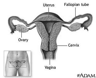Dr. Chris Doumen! Female Reproductive Anatomy BIOL 2402 Reproductive Systems!